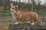 CORGI PEMBROKE 1446